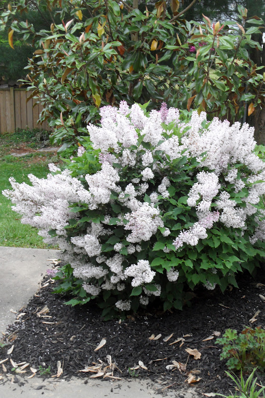 Current Projects Thoughts Miss Kim Lilac