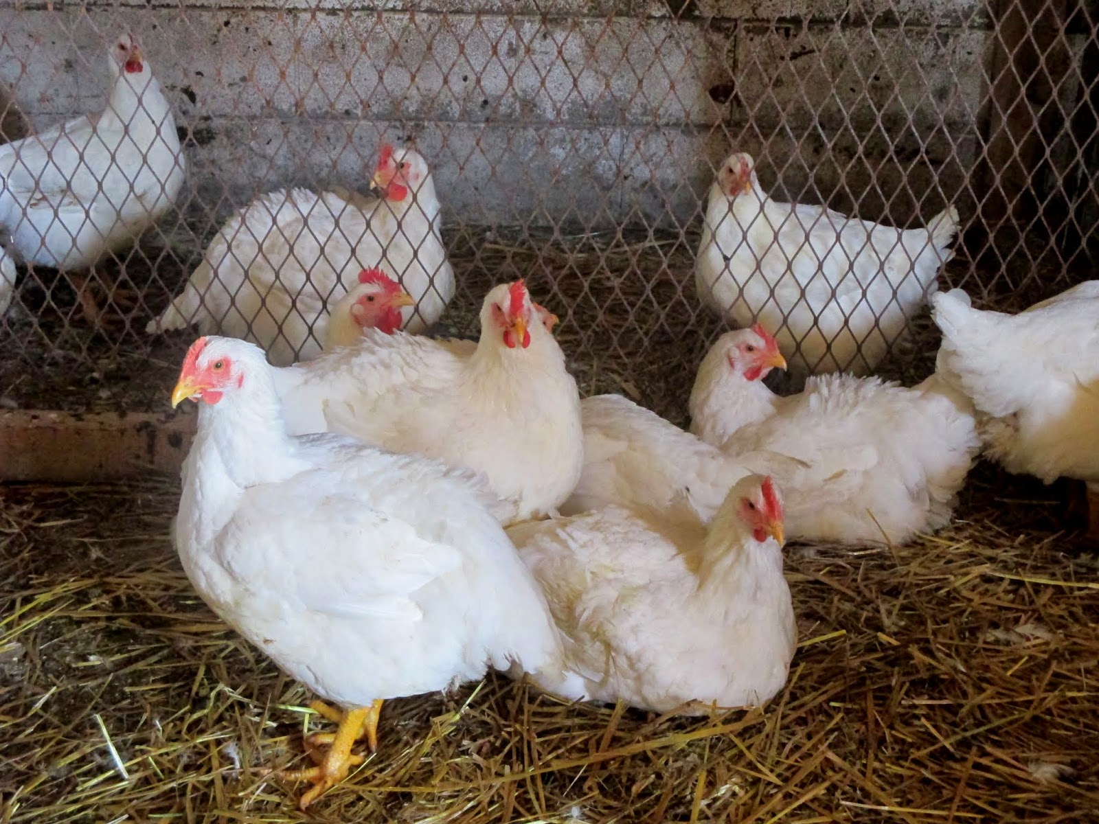 Dwyer's Farmhouse Meat Birds