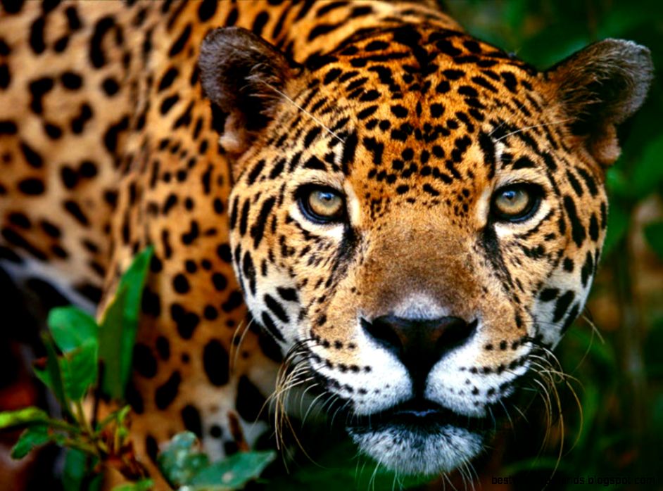 Jaguar Wallpapers Animals Town Jaguar Wallpapers Animals Town