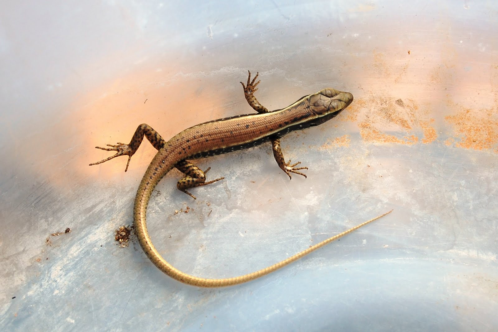 Happy Hamby Campers Water tank lizard