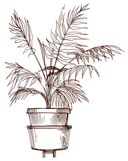 Potted Plant Drawing