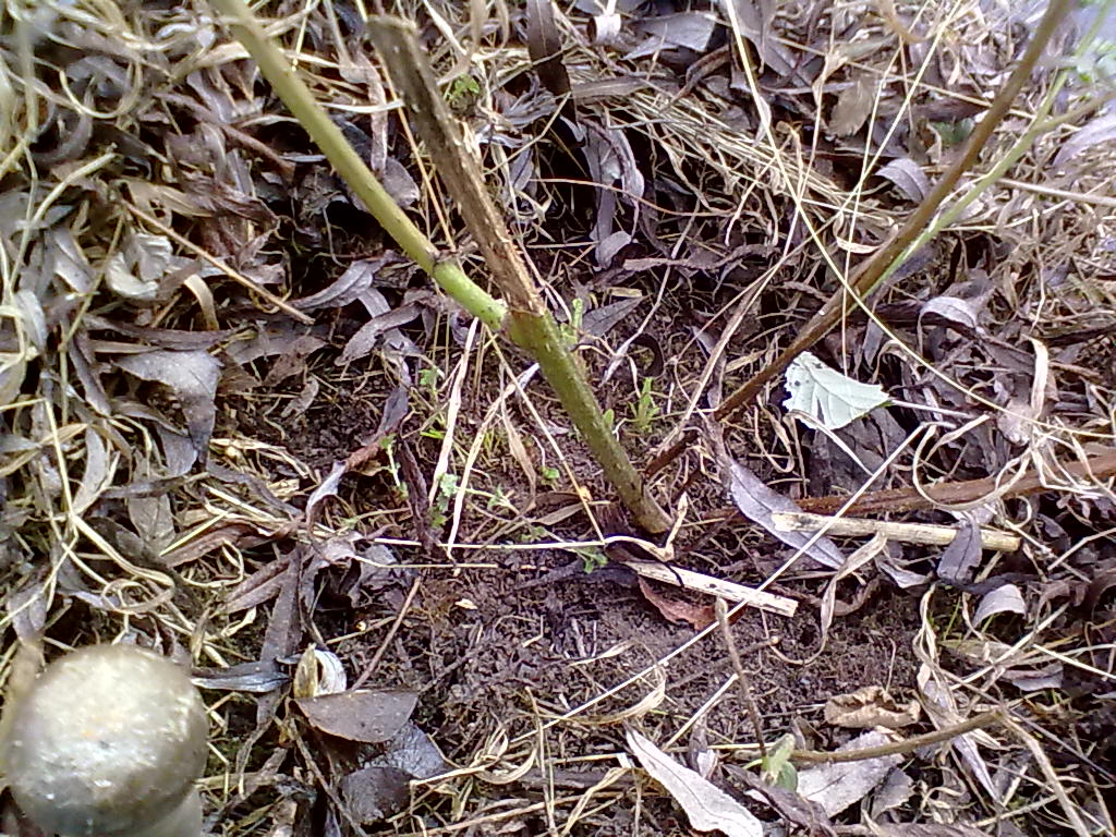 Rachel the Gardener Bramble removal How To Do It