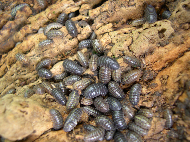 Bugs In Soil