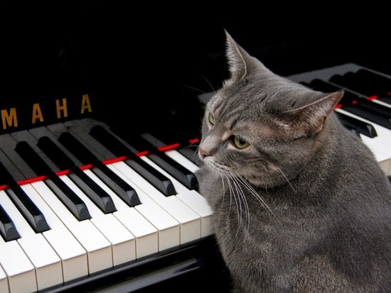 Музыкальная кошка Нора