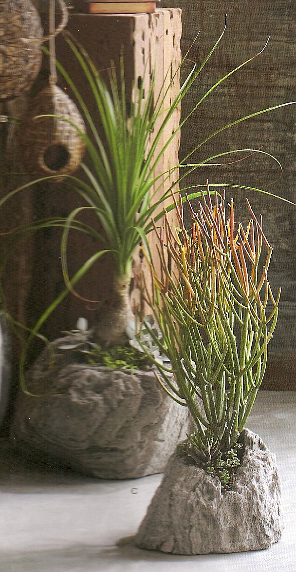 STILL LIFE GALLERY Hanging Terrariums, Pumice Planters and Tillandsias