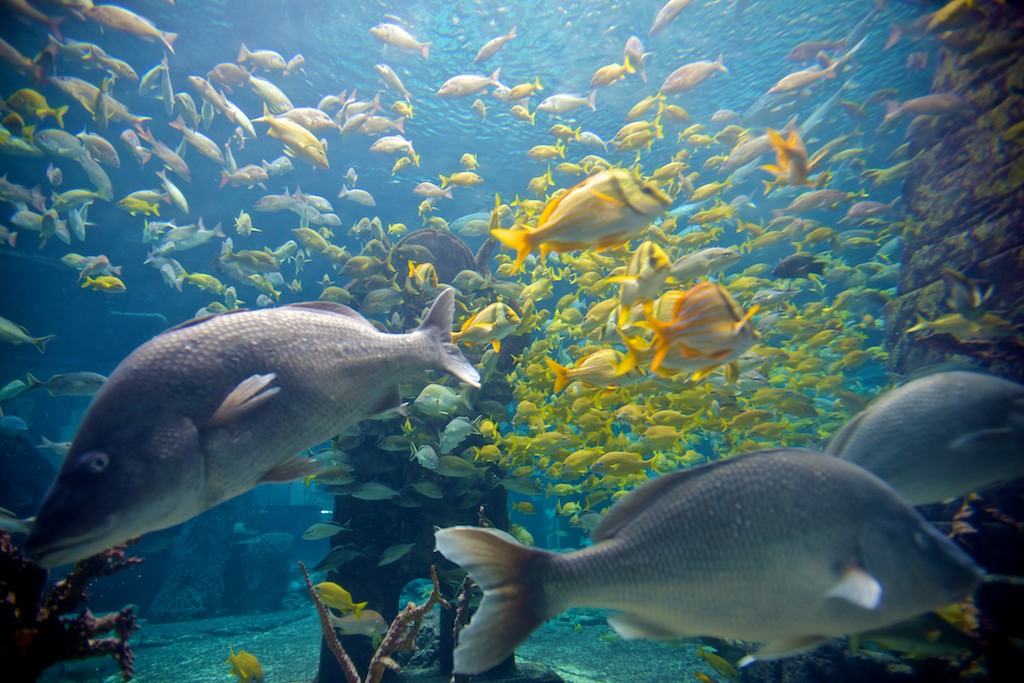 Derek Brad Photography Bahamas Underwater