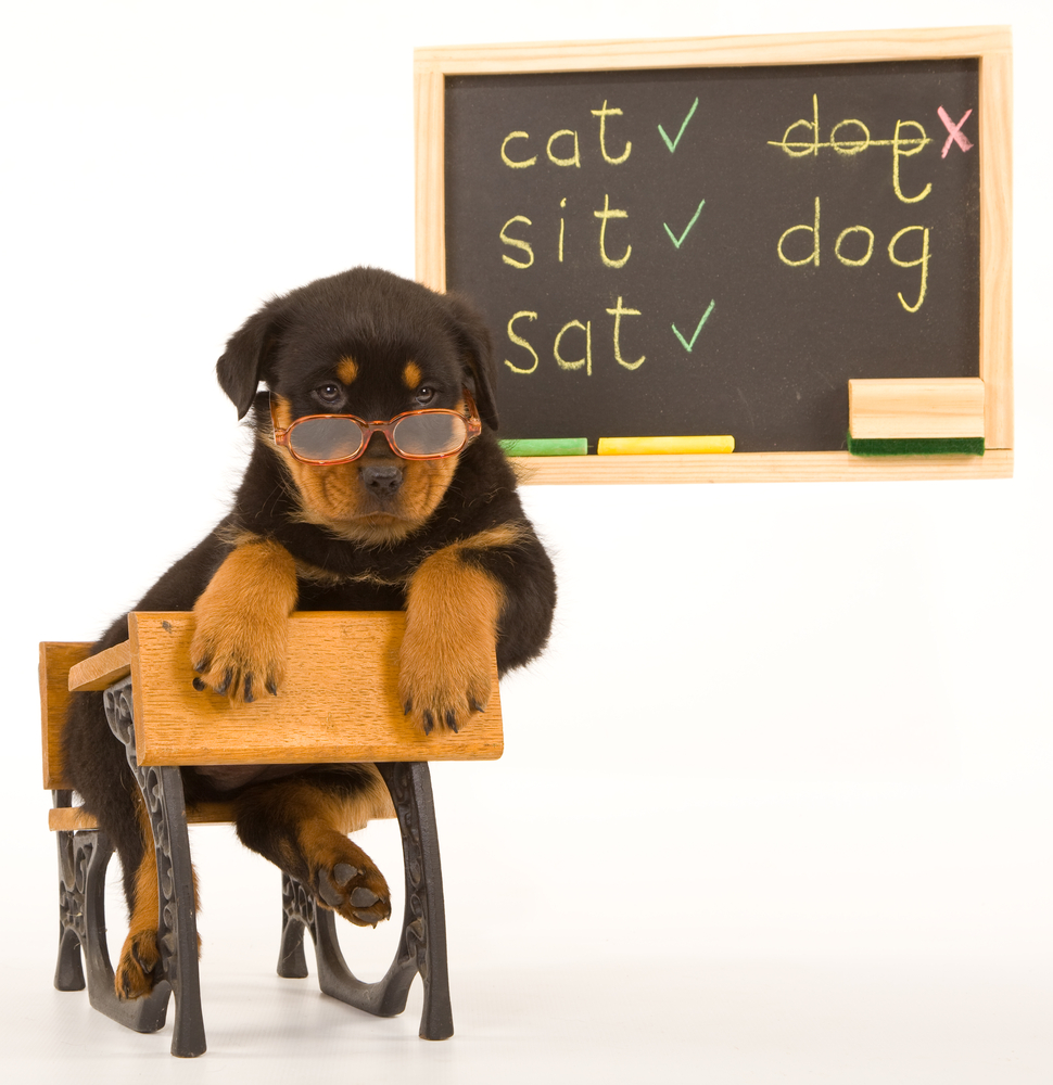 Kids Going To Back To School Pet Kids Going To Back To School Pet