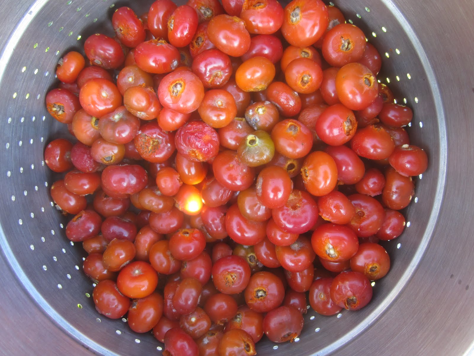 Happy Reskilling Rose hips in the steam extractor an experiment