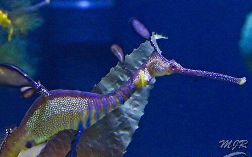 dragon de mar