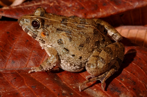 Limnonectes Limnocharis