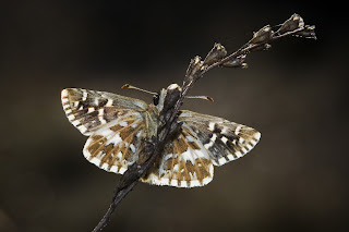 Para ampliar Pyrgus malvoides (Ajedrezada menor) hacer clic