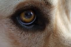 Dog eye problems can occur at any time
