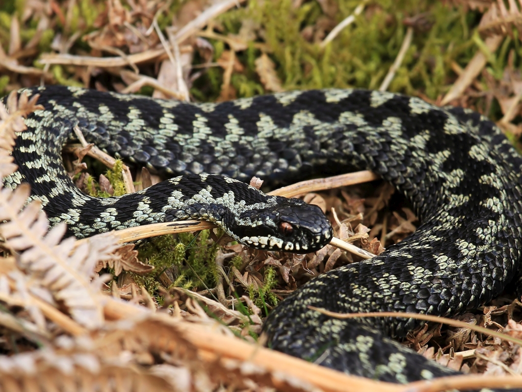 Martin Jump Wildlife Photographer SNAKES ALIVE.