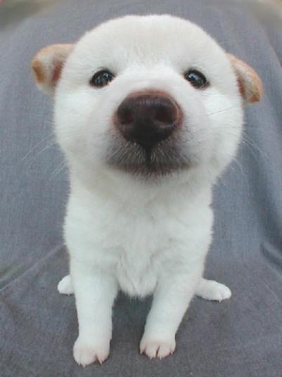 really dogs and puppies hd animals really dogs and puppies really dogs and puppies hd animals really dogs and puppies
