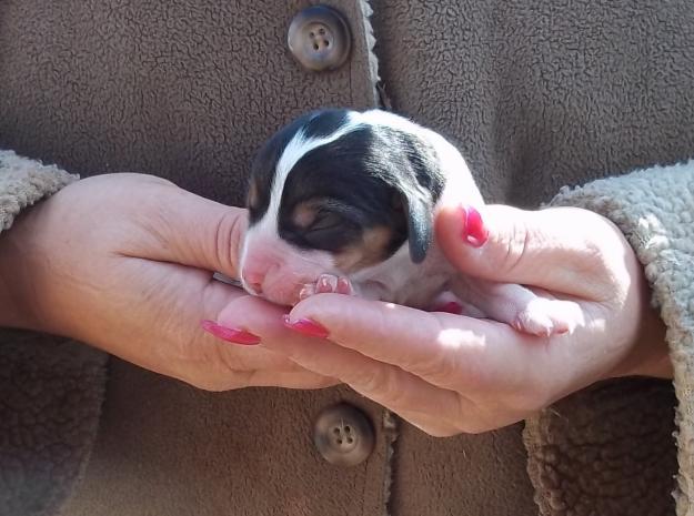 pocket puppies pin bulldog puppies on pocket puppies pin bulldog puppies on