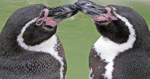 humboldt penguins gay college gay movies download