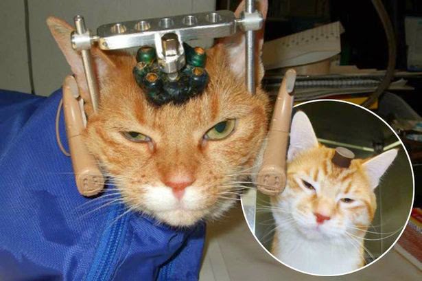 Laws On Cats Uk Laws On Cats Uk