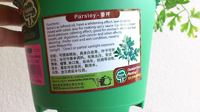 香芹 Parsley 种植