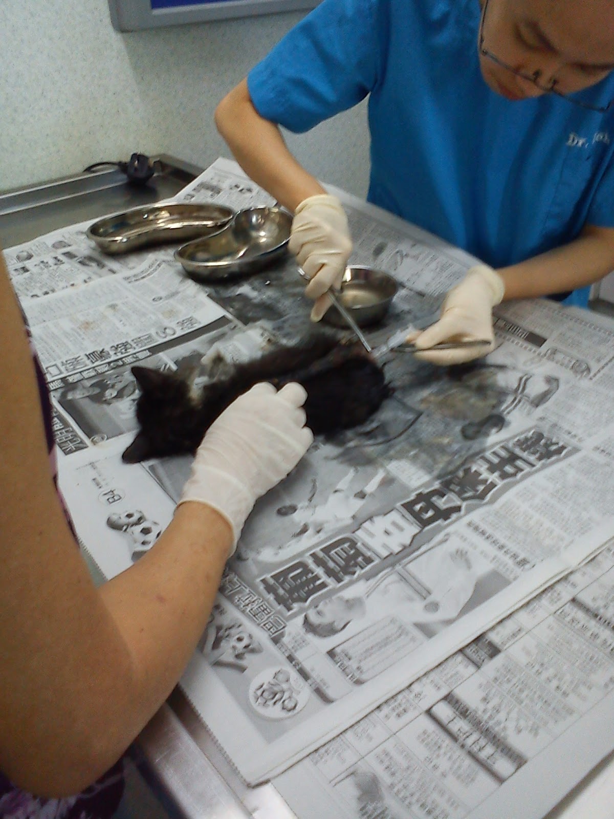 Rectal Prolapse Kitten (Hafiz) | SCRATCH | PetFinder.my WAGazine