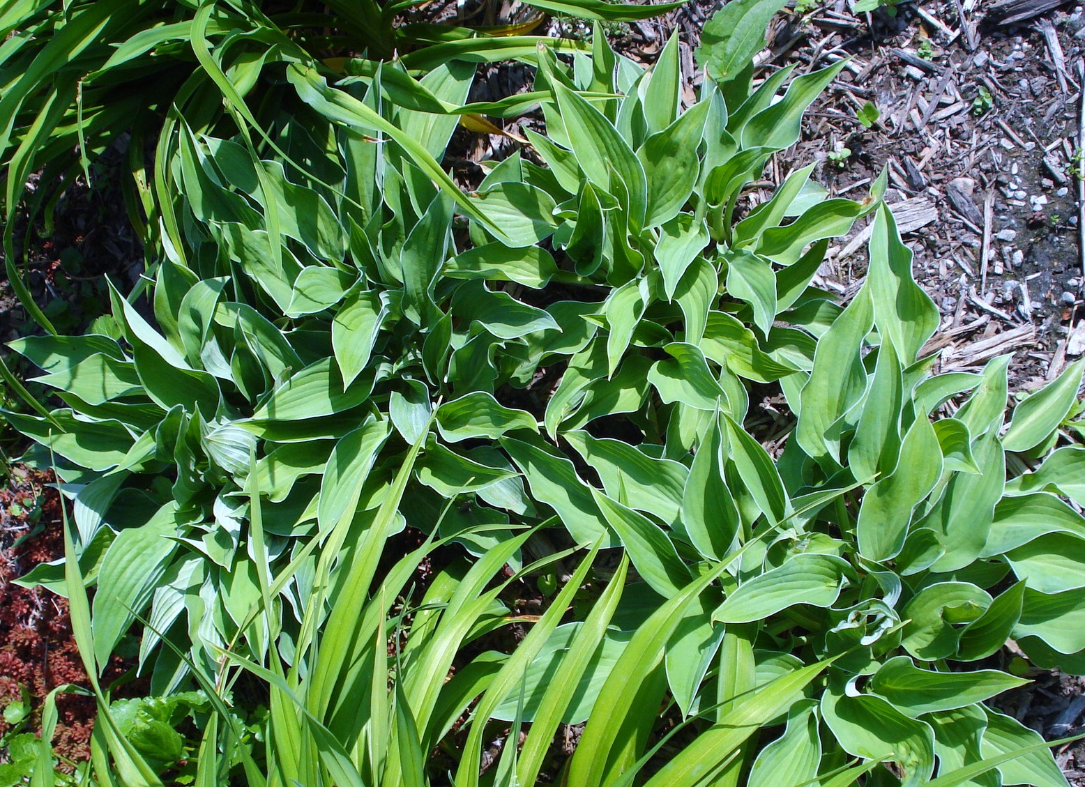 Hosta Hanky Panky