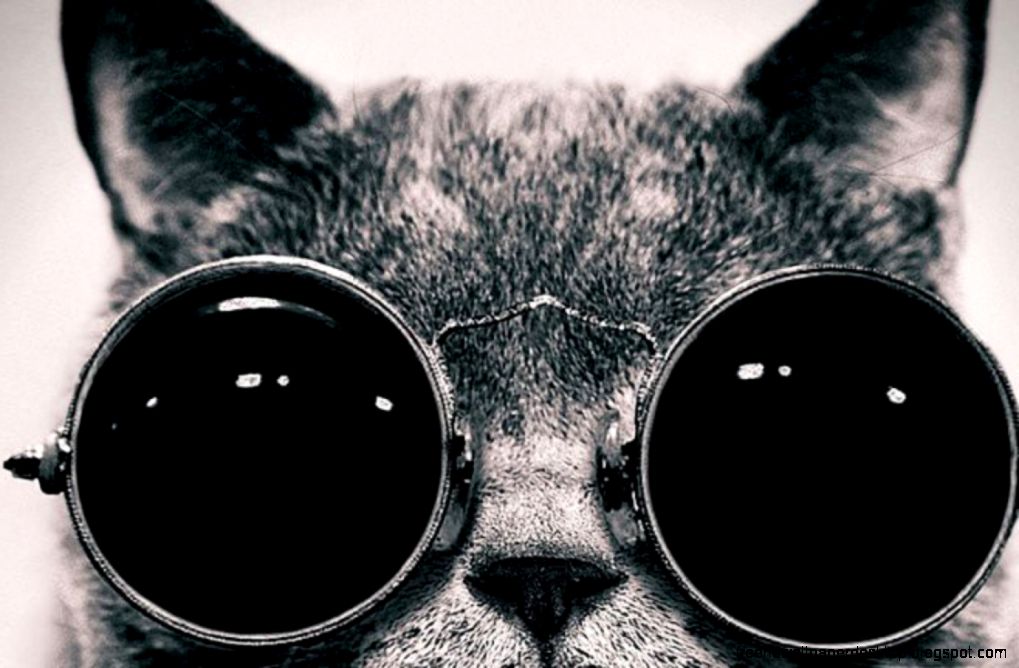 Turtle Sunglasses Art Hd Wallpaper Free High Definition Wallpapers