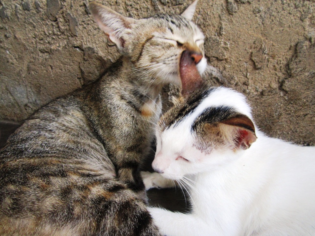 Mystic Nymph Mystique Shutterbug Old and New Cats