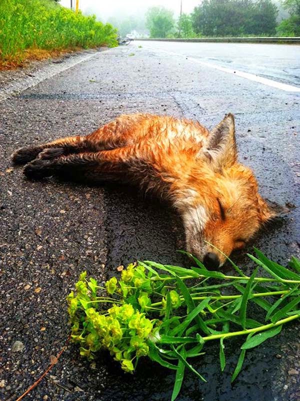 The little fox’s heart stopped beating and he took his final breath. - A Man Found A Dead Fox Lying In The Street. When He Returned Later, He Could Not Believe What He Saw The little fox’s heart stopped beating and he took his final breath. - A Man Found A Dead Fox Lying In The Street. When He Returned Later, He Could Not Believe What He Saw