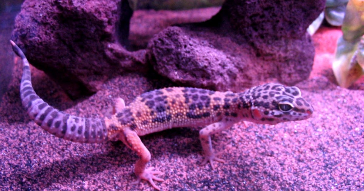 Purple Leopard Gecko | Wallpapers Gallery