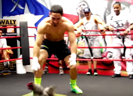 Danny Garcia chase chicken training, should have been Pacquiao training