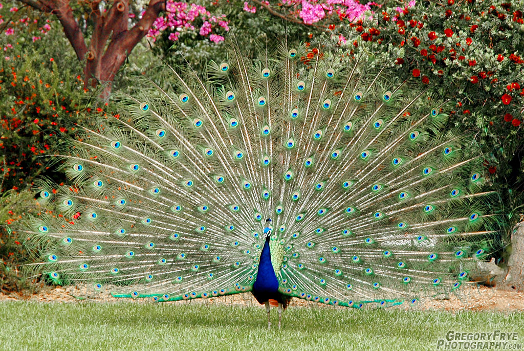 Arcadia Arboretum