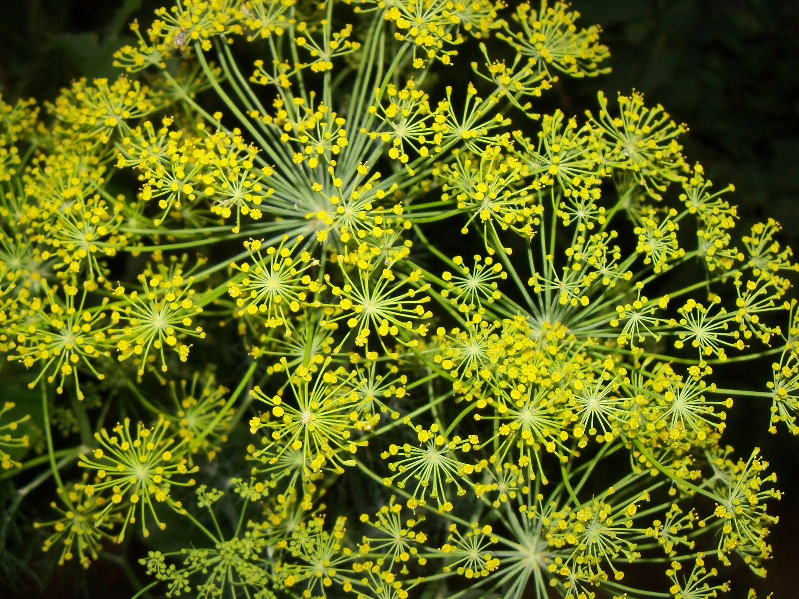 Tumbleweed Crossing Dill Flower