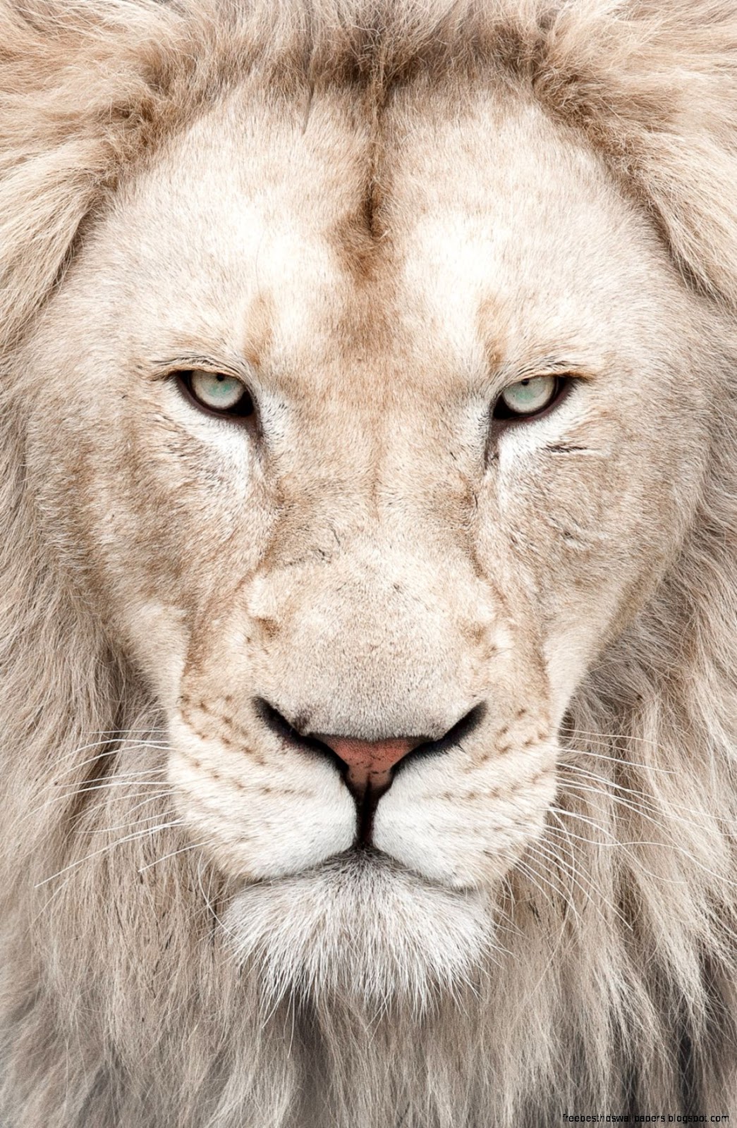 White Lion Eyes White Lion Eyes