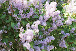 Lilacs love eastern Montana