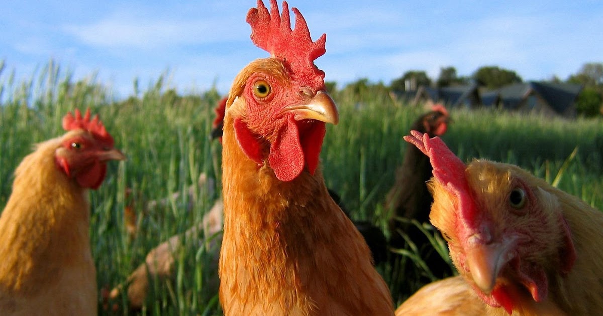 Chicken Wallpapers | Fun Animals Wiki, Videos, Pictures, Stories