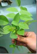 Daun Gamal