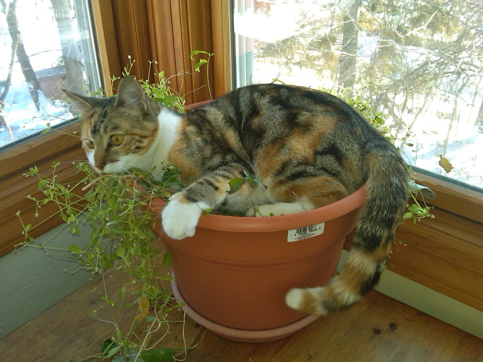 pot kitty