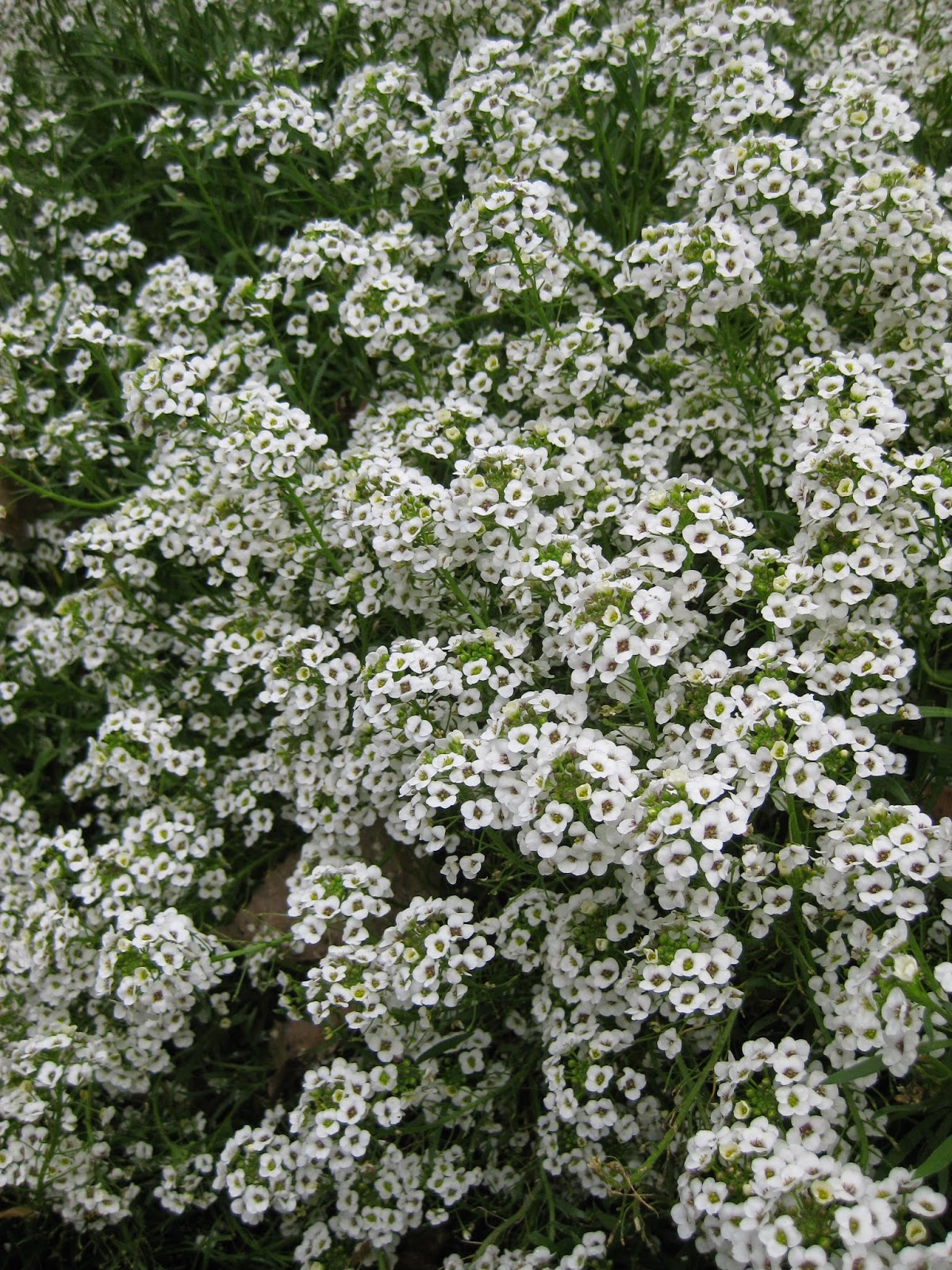 Sweet Alyssum (Lobularia maritima) Rotary Botanical Gardens