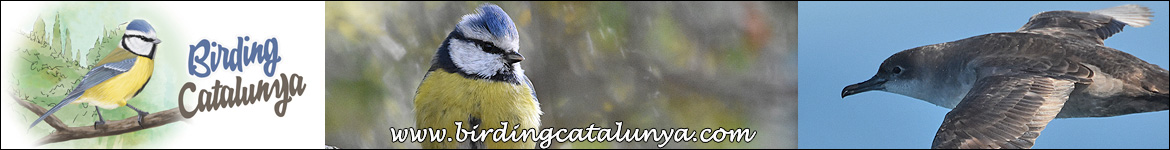 Birding Catalunya