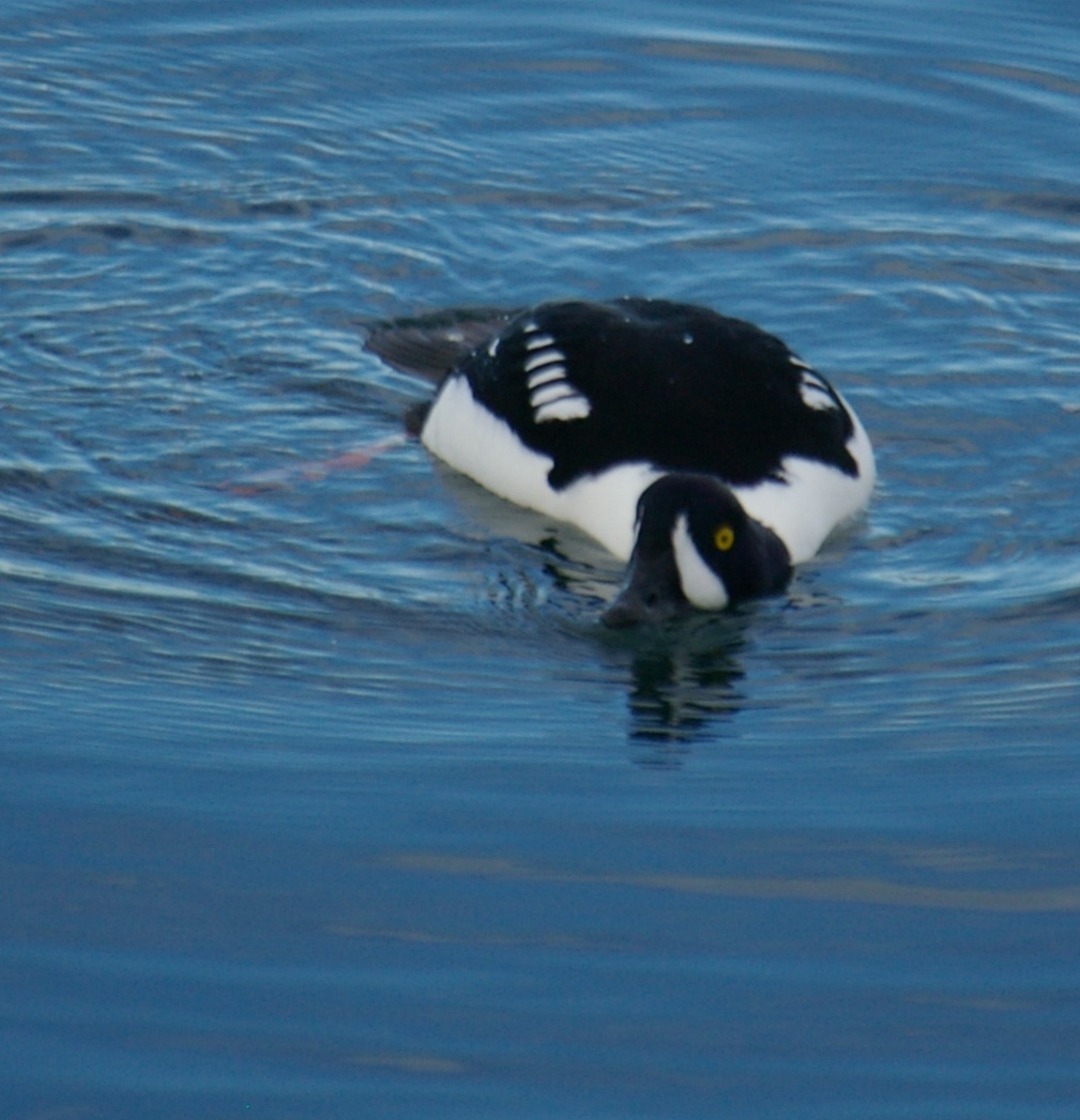 ...The Fangirl Files... Diving Ducks of Puget Sound