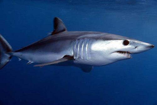 Speedo Sharkskin