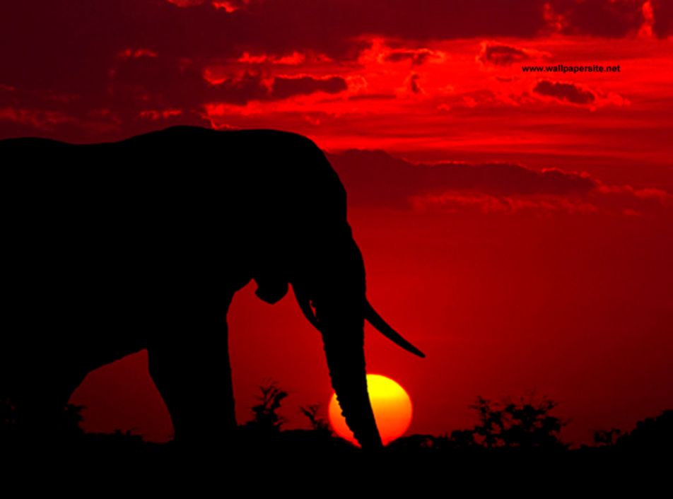 Elephants Art Computer HD Wallpaper Elephants Art Computer HD Wallpaper