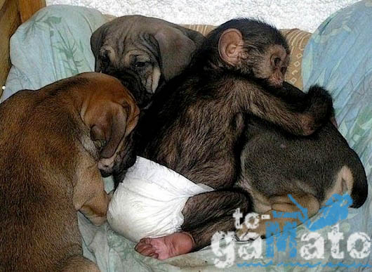 17 Απίστευτες εικόνες: Σκύλιτσα μεγαλώνει μαζί με τα κουτάβια της και έναν χιμπατζή!