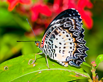 butterfly-on-green leaves