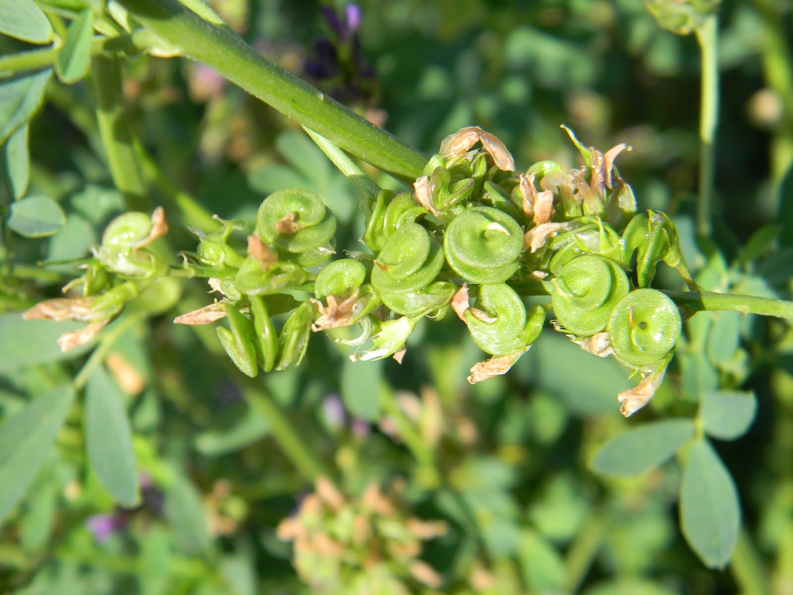 Owyhee Agriculture Pods