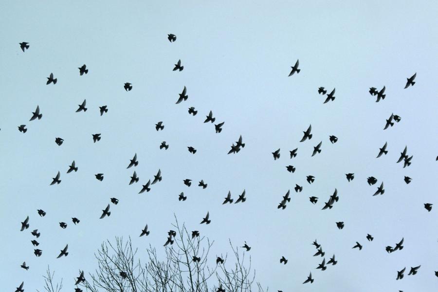 Kell Belle Studio What Does a Flock of Birds Symbolize?