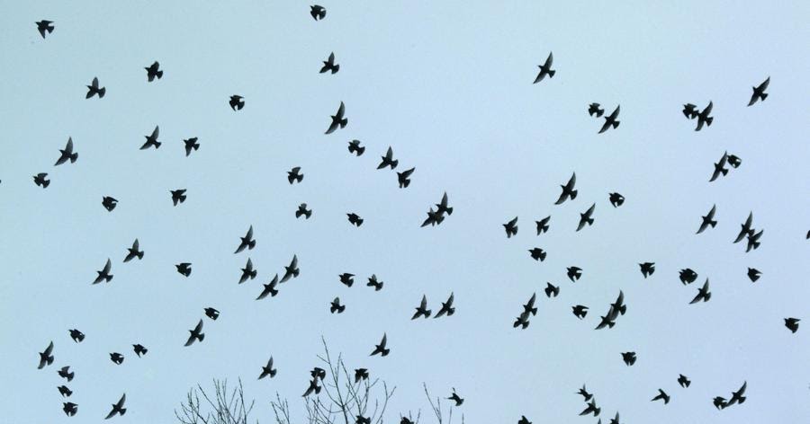 flocks of crows omen