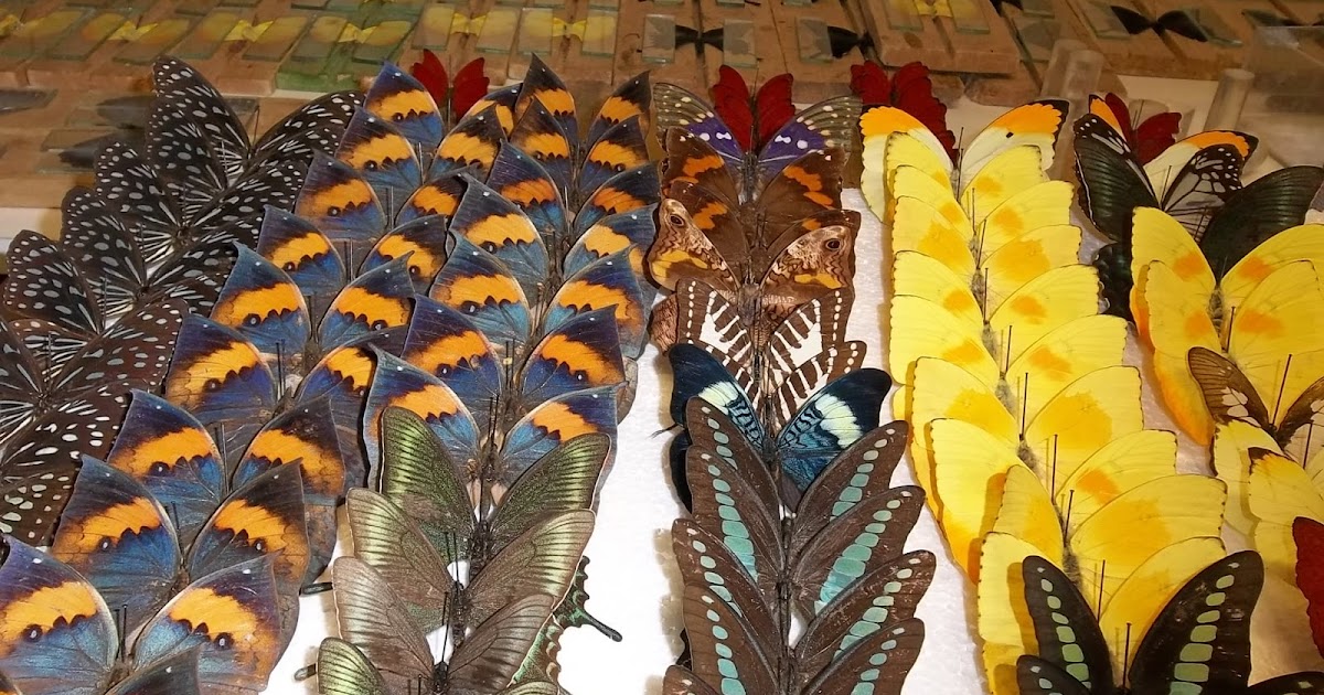 Mariposa The Butterfly Gallery Butterfly Services in NYC?