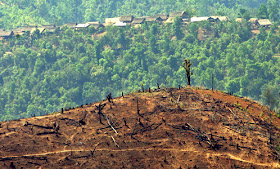 eksploitasi hutan menyebabkan hilangnya keanekaragaman hayati