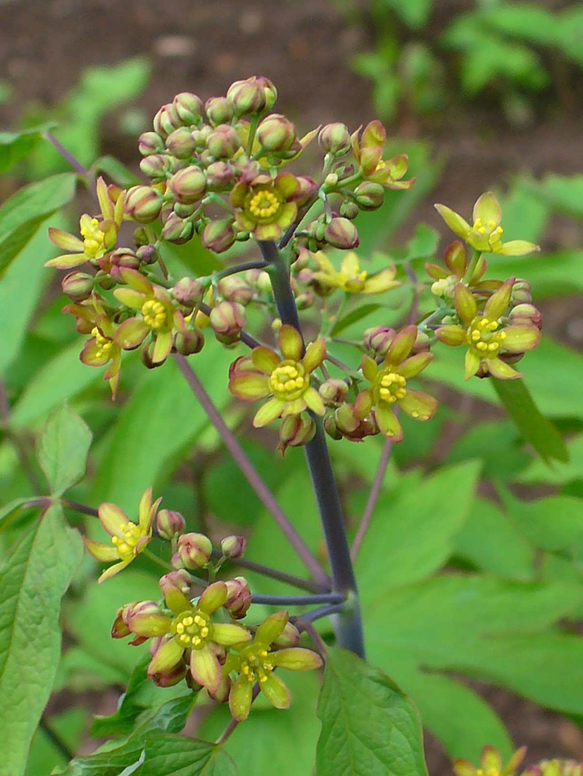 Trees Caulophyllum thalictroides Blue Cohosh