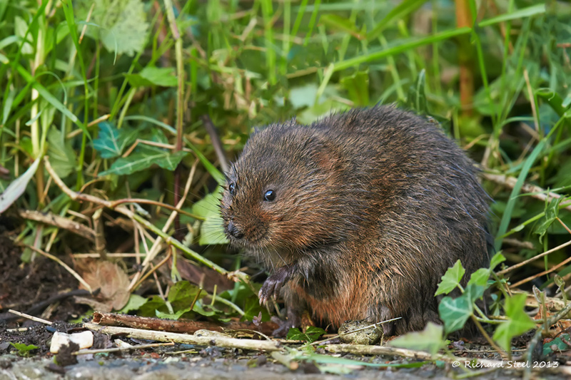 Wildlife Photographic Journals Spring Water Vole Patrol